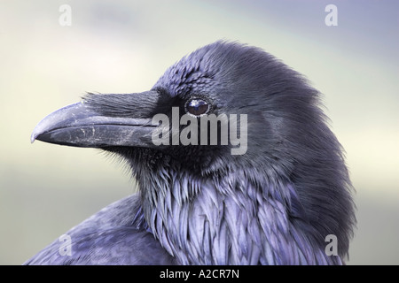 Raven adultes Étude du visage fermer Banque D'Images