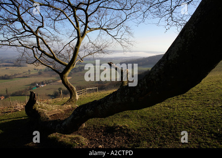 La vue nord de Chanctonbury Ring un âge de fer sur les South Downs West Sussex UK Banque D'Images