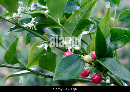 Le petit arbuste à feuilles persistantes et tolérante Sarcococca ruscifolia chinensis en Janvier Banque D'Images