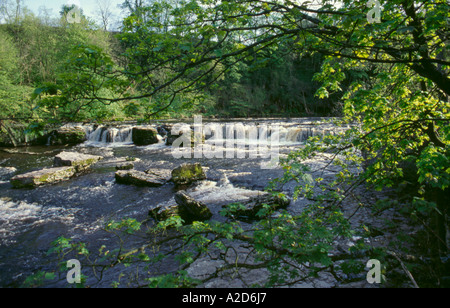 Aysgarth Falls sur la Rivière Ure, Wensleydale, Yorkshire Dales National Park, North Yorkshire, Angleterre, Royaume-Uni. Banque D'Images