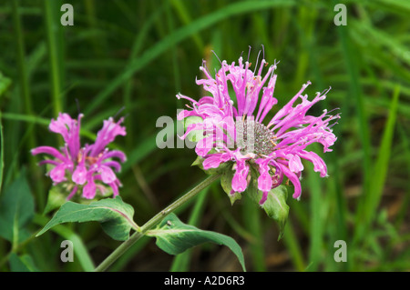 Fleurs sauvages des prairies la monarde fistuleuse Monarda fistulosa croissant dans les pâturages dans les prairies des régions rurales du Manitoba Canada Banque D'Images