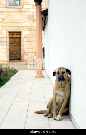 Une alerte friendly chien de garde en service à l'entrée d'un magasin de bijoux dans la région de Cappadoce, Turquie. Banque D'Images