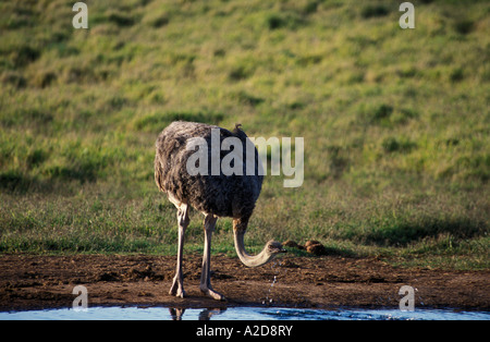 Boire, autruche Struthio camelus, Addo Elephant National Park, Afrique du Sud Banque D'Images