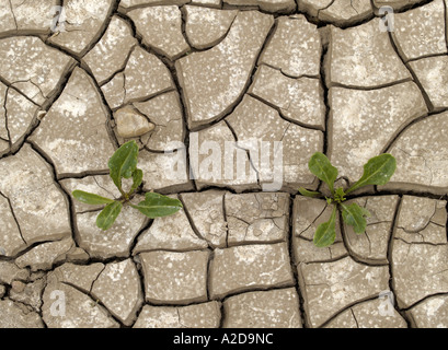 DRY CRACKED EARTH DANS LE CHAMP AVEC DE PETITS PLANTS DE BETTERAVE À SUCRE, de s'ACCROÎTRE PAR HAPPISBURGH, Norfolk, East Anglia, Angleterre, Royaume-Uni, Banque D'Images