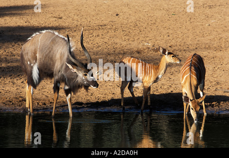 Nyala mâle et femelle Tragelaphus angasi jeu uMkhuze potable Réserver KwaZulu Natal Afrique du Sud Banque D'Images