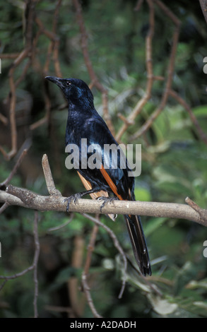 Red-winged Starling Onychognathus morio : Pilanesberg Game Reserve Afrique du Sud Banque D'Images