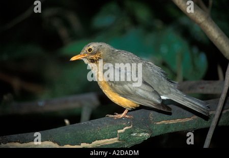 Thrush Turdus olivaceus Olive Réserve Pilanesberg Afrique du Sud Banque D'Images