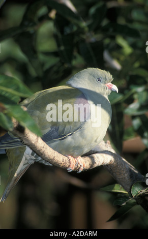 Treron calvus pigeon vert africain Afrique du Sud Banque D'Images