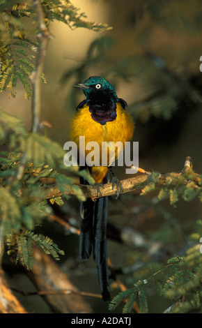 Golden breasted starling cosmopsarus regius endémique à l'Afrique NE Banque D'Images