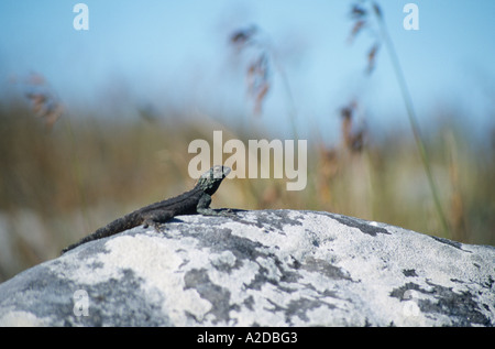 Rock Agama sur Table Mountain Cape Town Afrique du Sud Banque D'Images