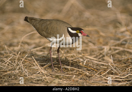 Black-Headed Plover Vanellus tectus Gambie Afrique de l'Ouest Mars Banque D'Images