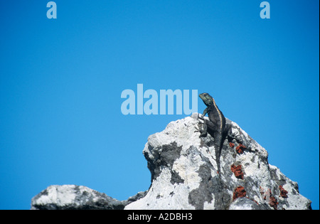 Rock Agama sur Table Mountain Cape Town Afrique du Sud Banque D'Images