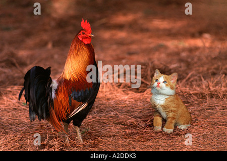 Chaton apprend au pied du maître (coq) Banque D'Images