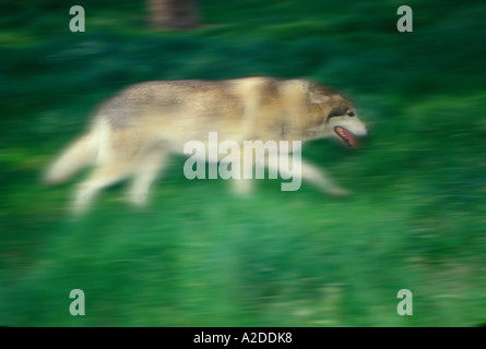 Wolf running, prédateur en mouvement et la protection de la famille d'alimentation Banque D'Images