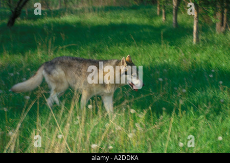 Loup solitaire marchant dans les ombres du soir d'été à travers l'herbe verte d'une prairie, Midwest USA Banque D'Images