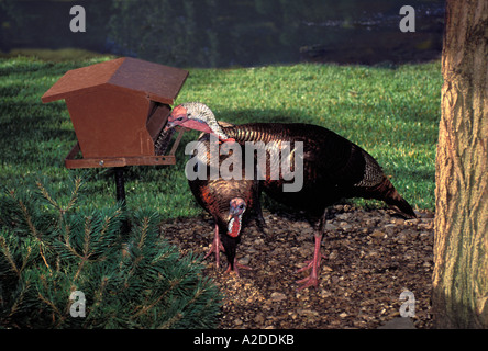 Les dindes sont des oiseaux trop : deux gros dindons sauvages nourrir à la mangeoire dans jardin, Midwest USA Banque D'Images