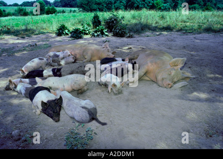 Deux familles de cochons endormis dans la poussière et l'ombre fraîche d'un chaud après-midi d'été, Midwest USA Banque D'Images