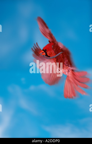 Early Bird : Homme Cardenalis cardenalis (Cardinal), volant avec ver pris dans son bec, Missouri USA Banque D'Images