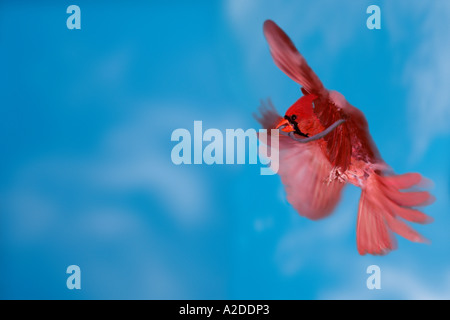 Early Bird : Homme Cardenalis cardenalis Cardinal() le vol avec ver pris dans beak Midwest USA Banque D'Images