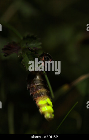 Glow worm femelle rougeoyant sans ailes Banque D'Images