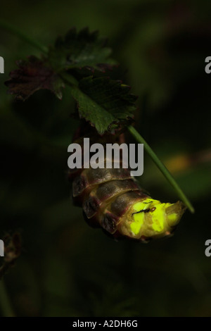 Glow worm femelle rougeoyant sans ailes Banque D'Images