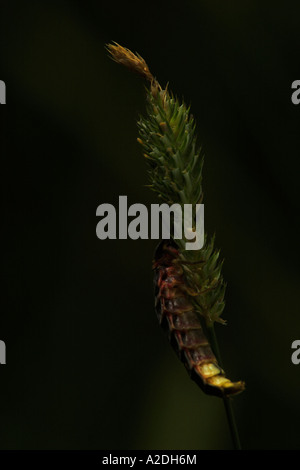 Glow worm femelle rougeoyant sans ailes Banque D'Images