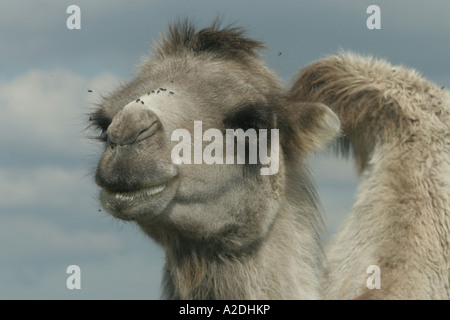 À deux bosses d'un chameau de Bactriane (Camelus bactrianus) avec les mouches d'accompagnement Banque D'Images