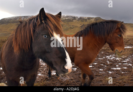 Poneys islandais dans un champ près de Reykjavik, Islande Banque D'Images