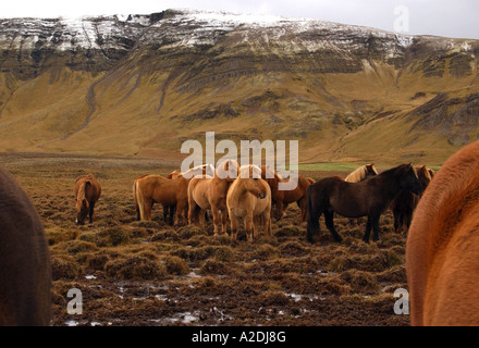 Poneys islandais dans un champ près de Reykjavik, Islande Banque D'Images