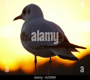 Gros plan d'une mouette unique au coucher du soleil Banque D'Images