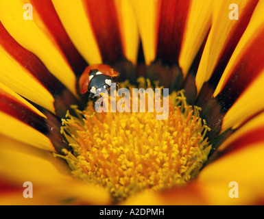 7 Spot Ladybird au centre d'un Gazania Banque D'Images