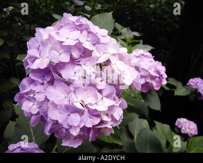 L'Hydrangea Flowers Tokyo Japon Banque D'Images