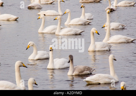 Cygne chanteur (Cygnus cygnus) Martin simple Lancashire England UK Europe Banque D'Images