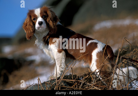 Cavalier King Charles Spaniel sur la lande dans le Derbyshire 'Grande-bretagne' Banque D'Images