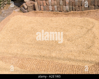 KHOKANI NÉPAL ASIE Riz Novembre disposés sur tapis dans cette Newari village agricole de la vallée de Katmandou Banque D'Images