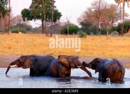 Le Zimbabwe, à proximité de parc national de Hwange. Elephant (Loxodonta africana) joue dans le trou d'eau. Banque D'Images