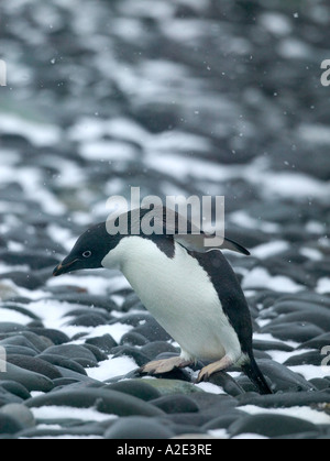 Arctowski Gare pendant une tempête de neige de printemps. Juste à côté d'une grande colonie de manchots adélies, de l'Antarctique Nord Banque D'Images