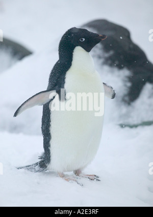 Arctowski Gare pendant une tempête de neige de printemps. Juste à côté d'une grande colonie de manchots adélies, de l'Antarctique Nord Banque D'Images