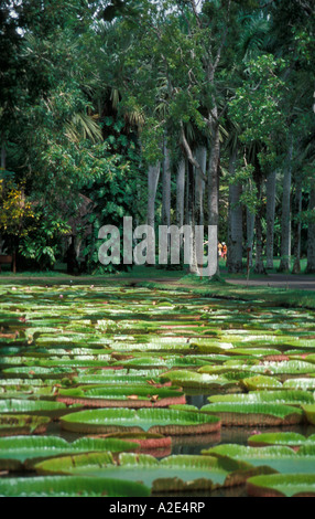 Jardin Botanique Sir Seewoosagur Ramgoolam l'Ile Maurice Banque D'Images