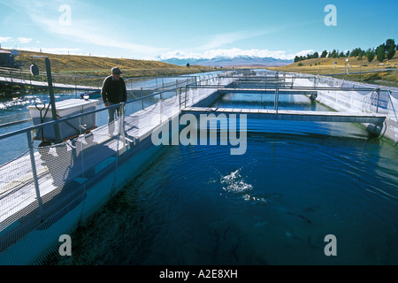 Au-delà du Mt Cook une salmoniculture sur le canal hydro reliant les lacs Tekapo et Pukaki en S West Canterbury, île du Sud Nouvelle-Zélande Banque D'Images