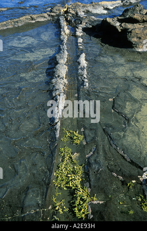 Arbre fossile dans la forêt pétrifiée à Curio Bay Otago Catlins Waikawa l ile sud Nouvelle Zelande Banque D'Images