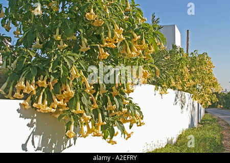 La floraison des plantes trompette des anges Lagos Algarve Portugal Banque D'Images