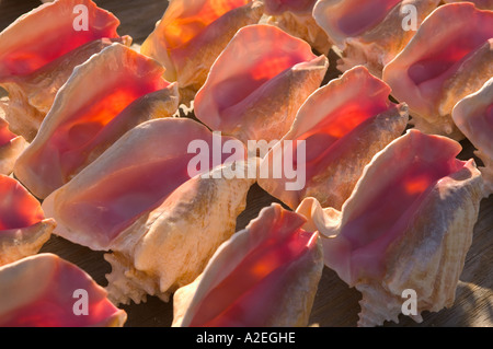 BAHAMAS, New Providence Island, Cable Beach : Conques à vendre Banque D'Images