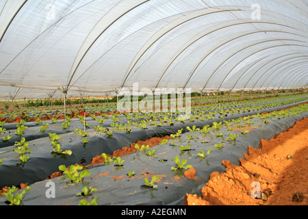 À l'intérieur des serres et tunnels en plastique poly intensive de légumes et des fruits dans le sud de l'Espagne Andalousie Banque D'Images