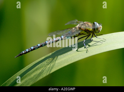 Une ressource rare ou Migrant Hawker dragonfly Aeshna mixta Banque D'Images