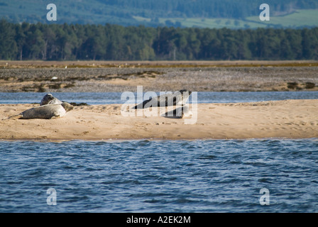 les phoques communs dh SCELLE LES phoques DE SUTHERLAND Harbour avec le phoque bébé qui se couche sur la rive de sable de la colonie de Loch Fleet phoca vitulina uk North Sea Scotland Banque D'Images