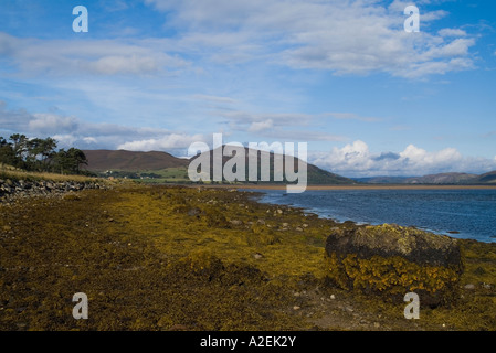 dh LOCH FLEET SUTHERLAND littoral de vessie et de rack noué algues de mer algues plante sealife marine nature Reserve côte écosse Banque D'Images