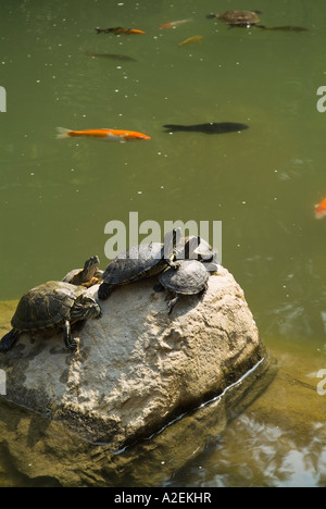 dh Lotus pool Park CENTRAL PARKS HONG KONG ASIE habitance Poissons de carpe terrapins tortues jardins terrapin asie étang Banque D'Images