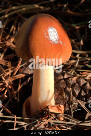 Les champignons, Grisette fauve Amanita fulva trouvé dans un bois de West Sussex Banque D'Images