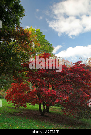 L'automne les feuilles d'or de l'acer arbre dans un Park dans le Surrey UK Banque D'Images